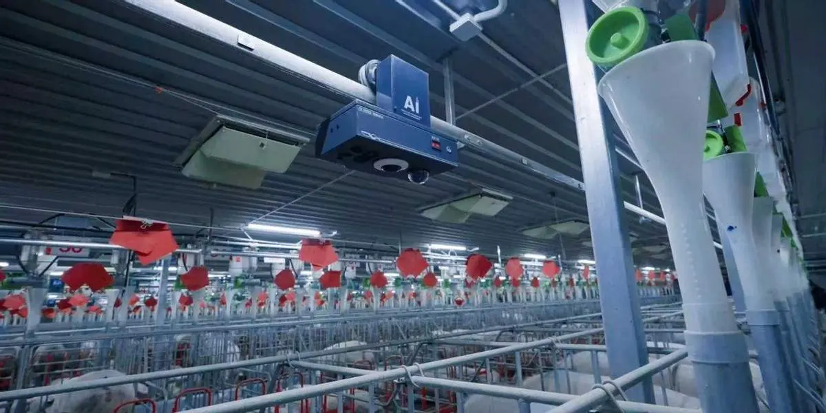AI“翻译”养殖经验智慧养猪提质增效  ——讯飞和光科技用大模型为传统产业升级注入新动能